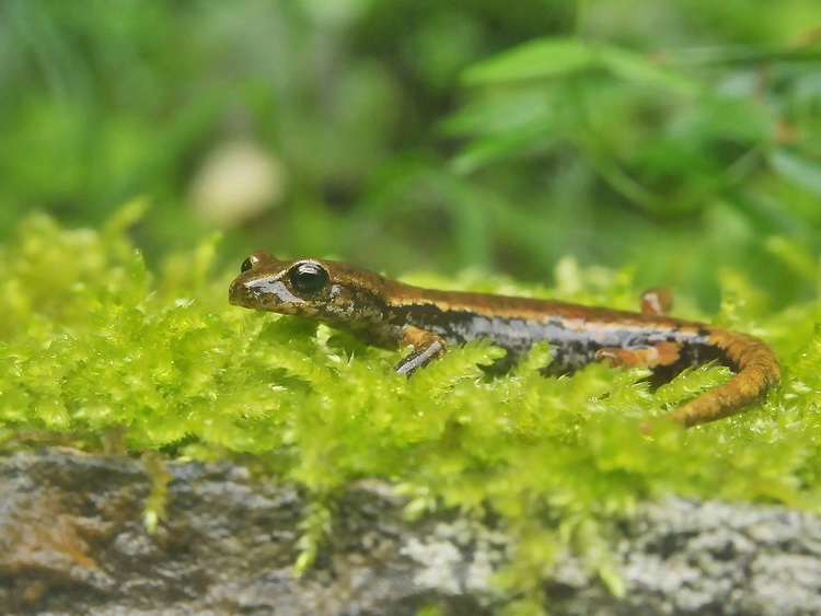 Geotritone  italiano - Hydromantes italicus